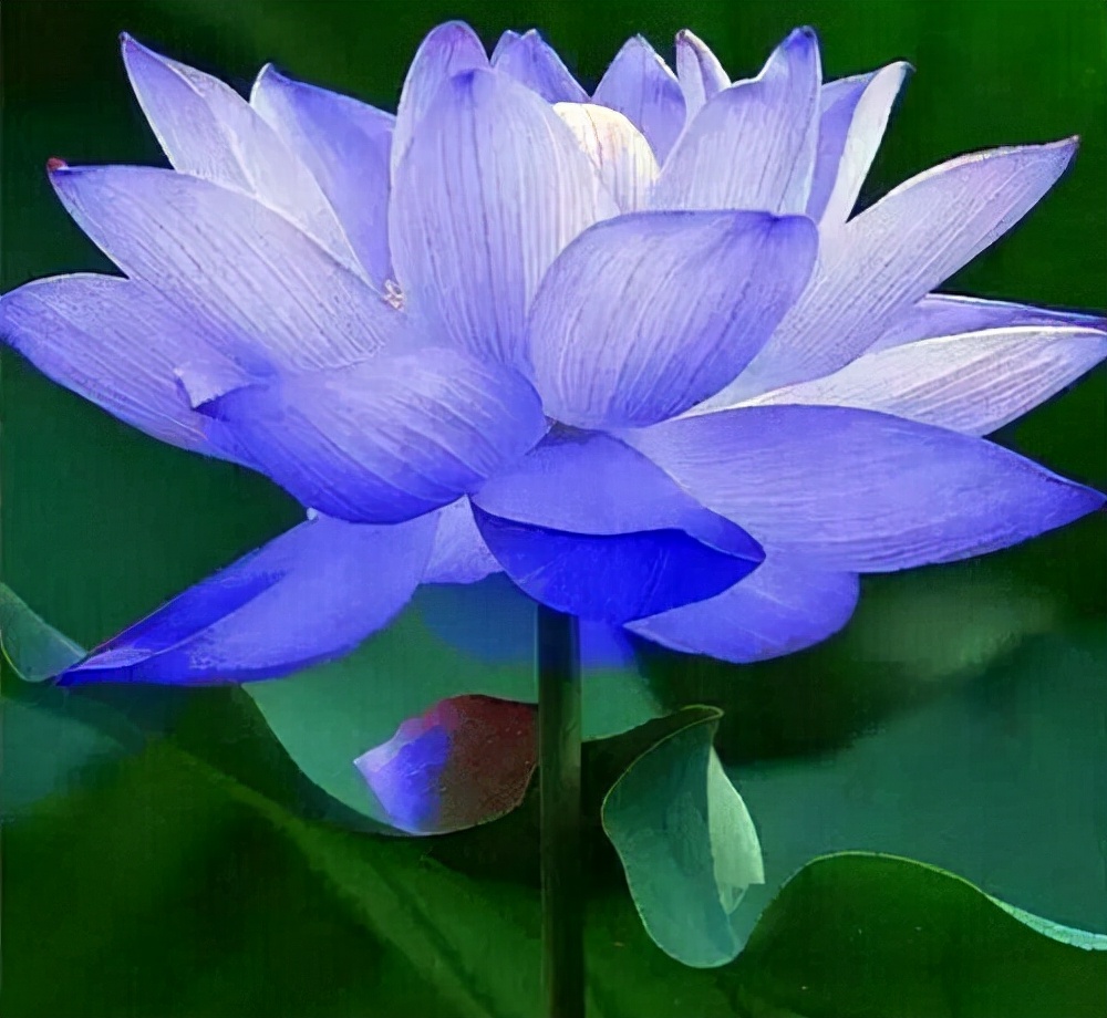 星云大师说人一定有运气,星云大师多做好事