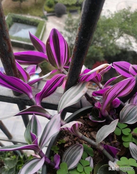 婚礼吊兰和油画吊兰哪个好看,一盆油画吊兰多少钱