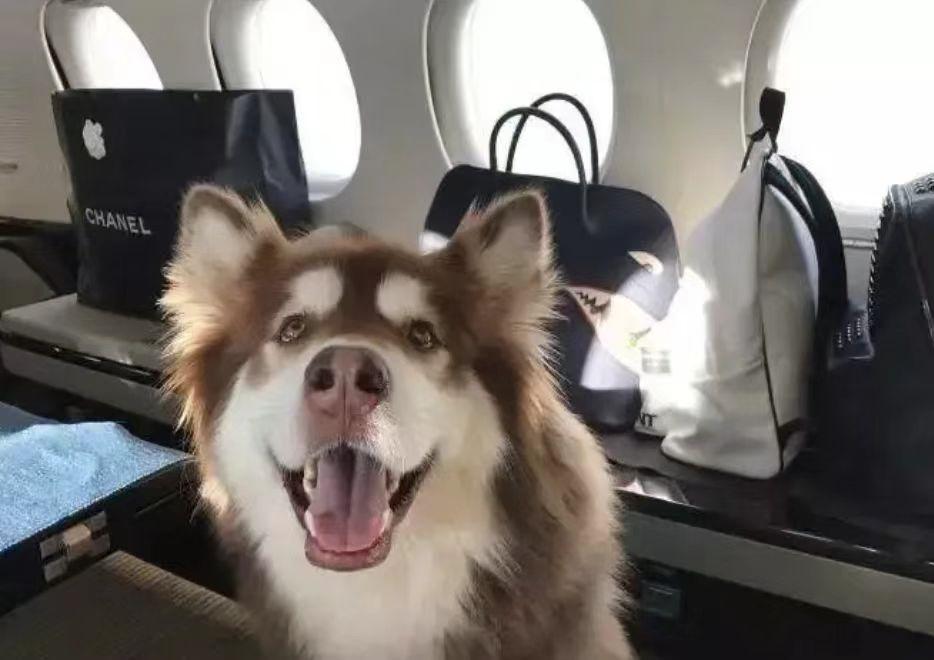 王思聪宠物狗一年花费上百万,王思聪的宠物狗