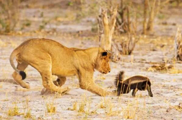 蜜獾不大但敢与狮子鬣狗抗衡,蜜獾的撕咬能力和防御能力