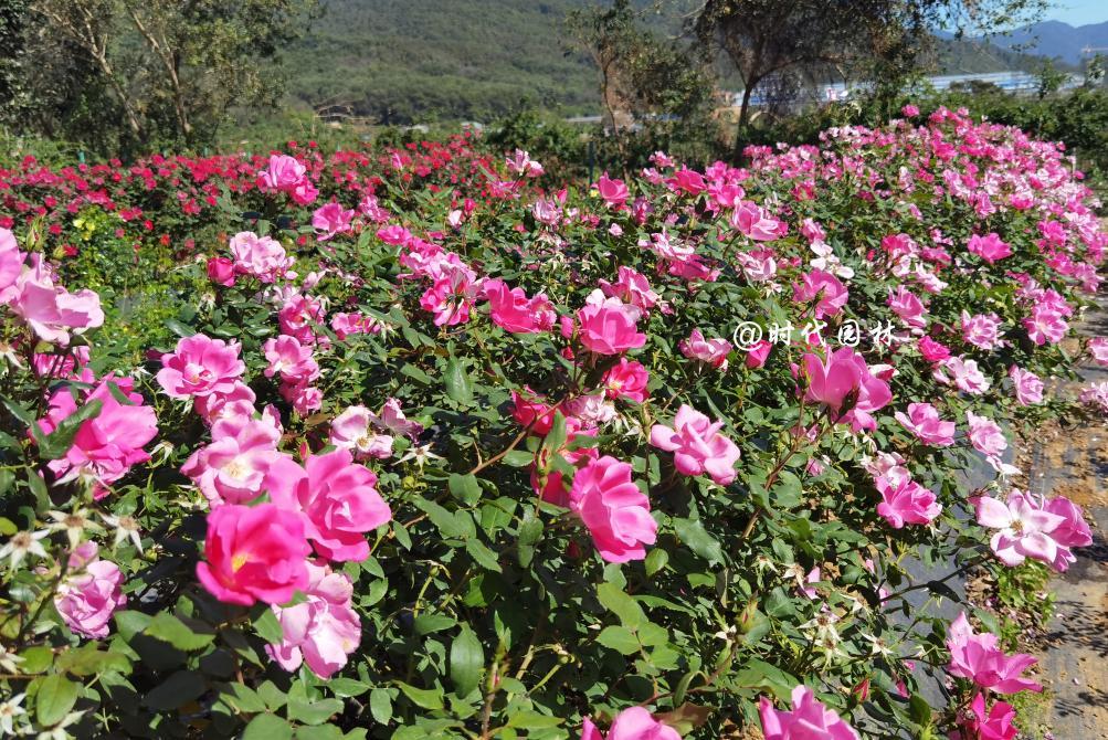 这20种月季超级耐寒东北也能养,南方种不了什么