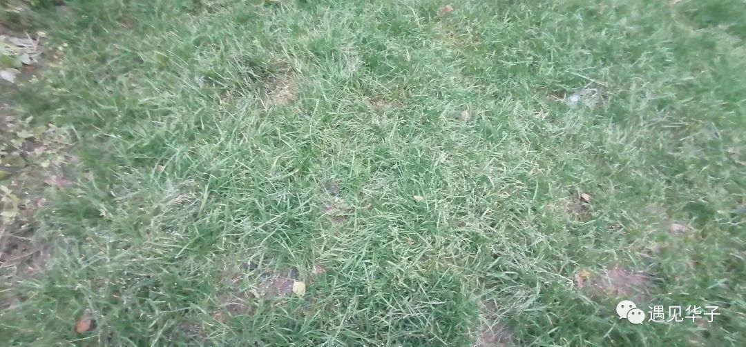 向往春天诗句,向往春天