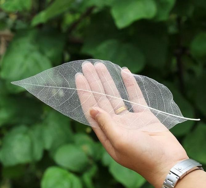 她用一片叶子，反手能卖7000元，在国外每年赚900万