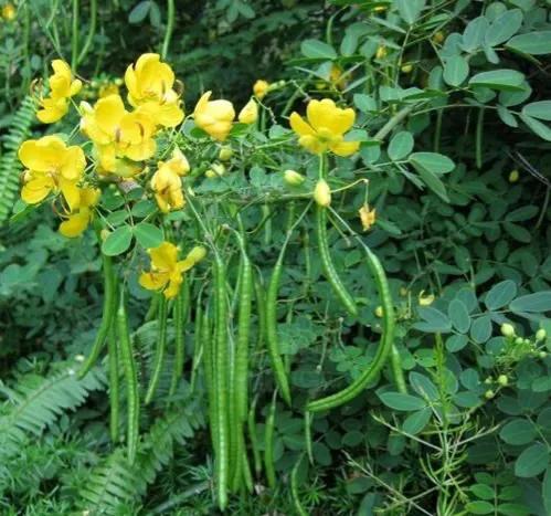 决明子是不是像绿豆,决明子为什么叫假绿豆