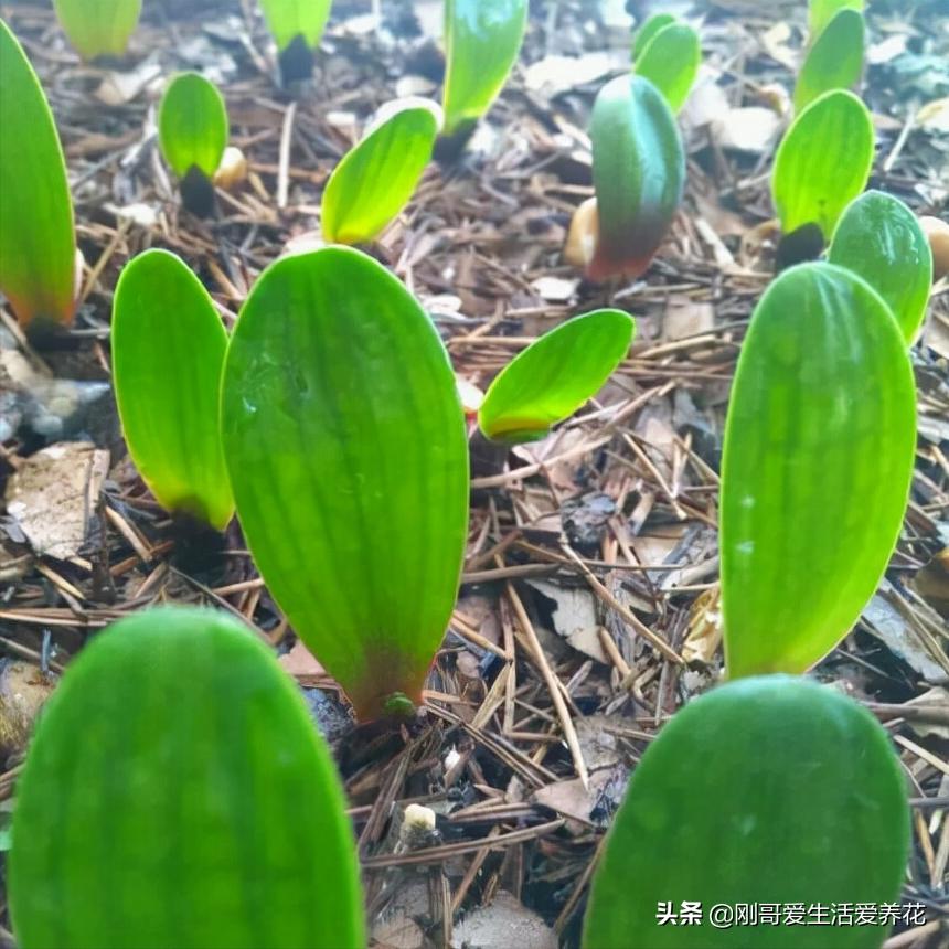 如何养护君子兰的常识,君子兰如何养护才能养好