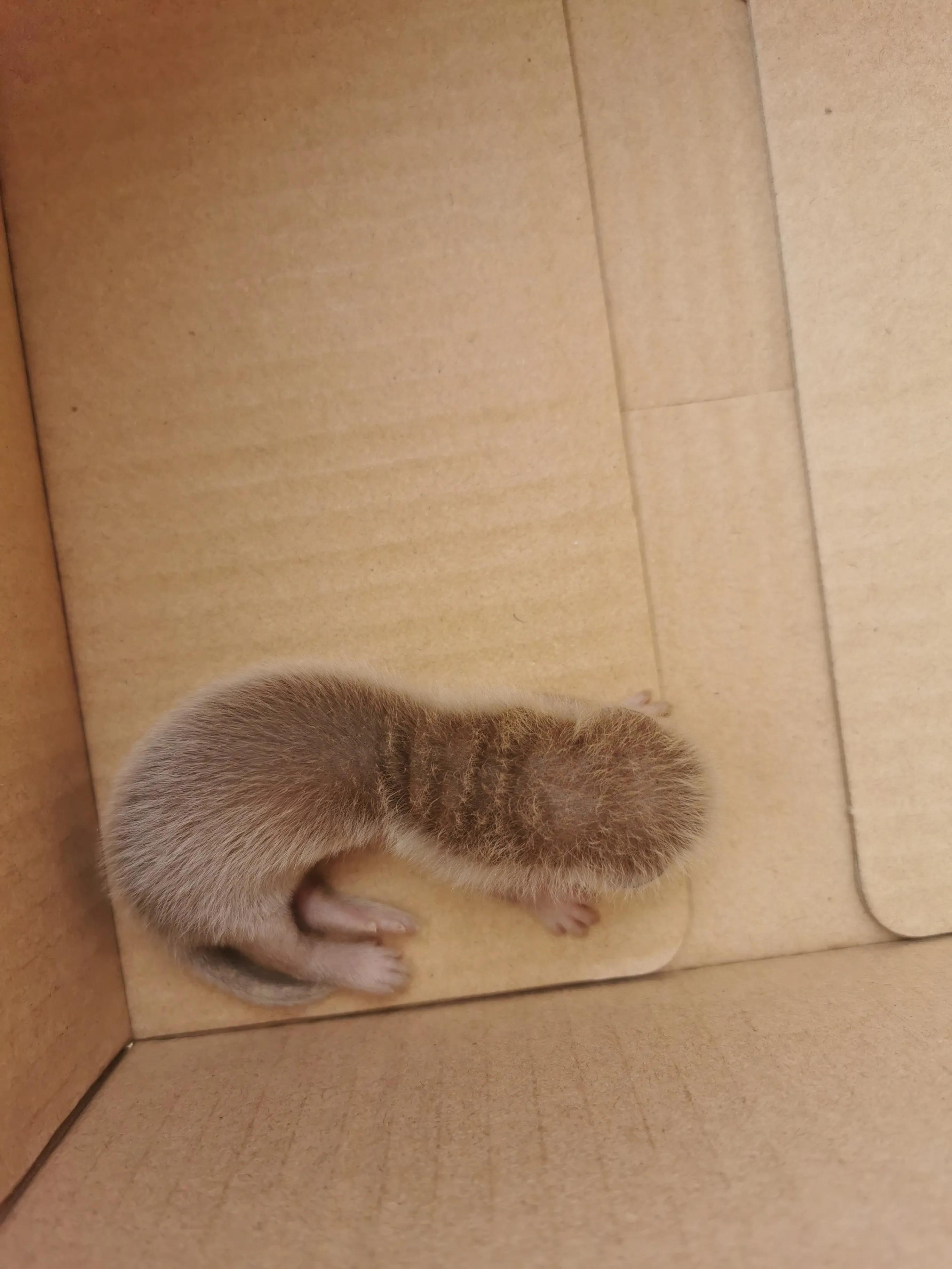 偷吃鸡的黄鼠狼也是保护动物吗,黄鼠狼是被保护的野生动物吗