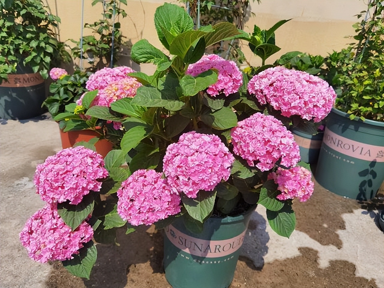 逛花市如何买好看又好养的花,花市上最好买的花有哪些