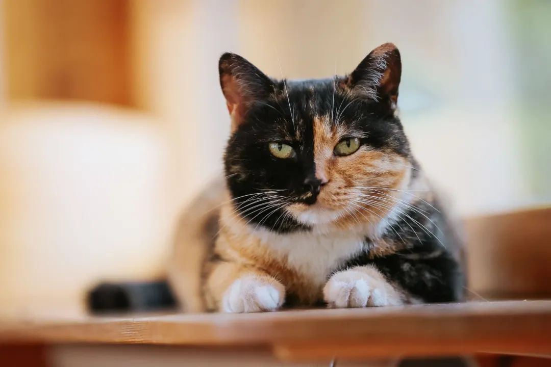 社恐小猫咪的安全感,社恐小猫咪为什么突然想出门了