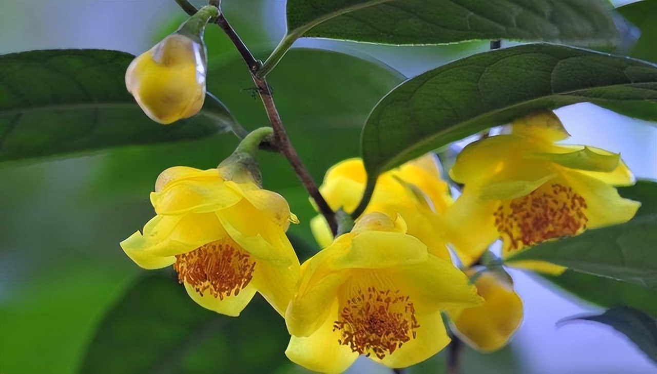 植物中的大熊猫是什么,植物大熊猫有哪些品种