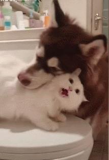 被动物咬伤抓伤请规范处置,被猫抓伤咬伤要打疫苗吗