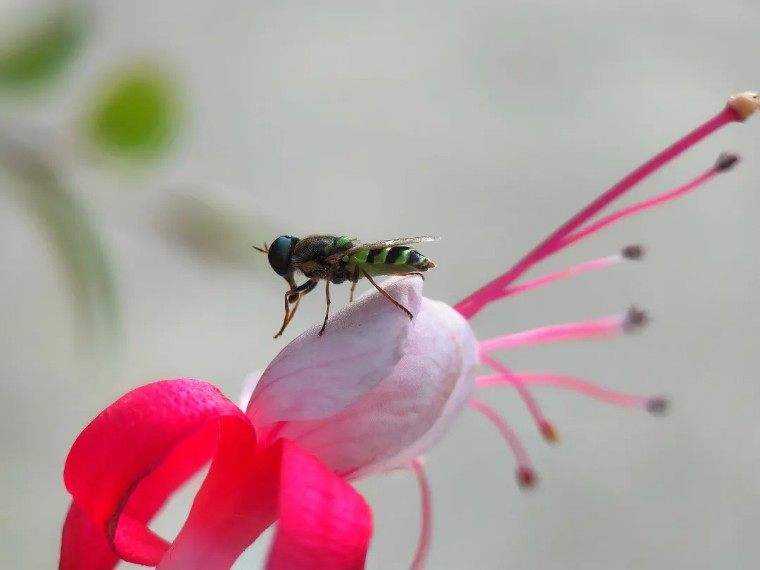 昆虫摄影艺术展,昆虫世界摄影欣赏