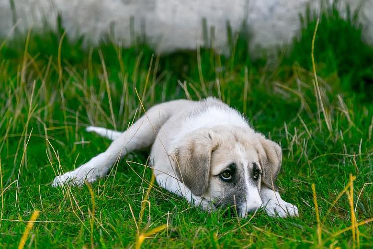 狗狗舔别的狗尿液是什么原因,狗狗舔你的原因你不一定知道