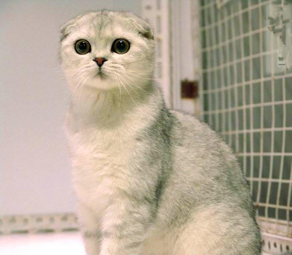 基因缺陷的人造杂交鱼，竟给台湾省赚到20亿外汇？背后真相太残忍