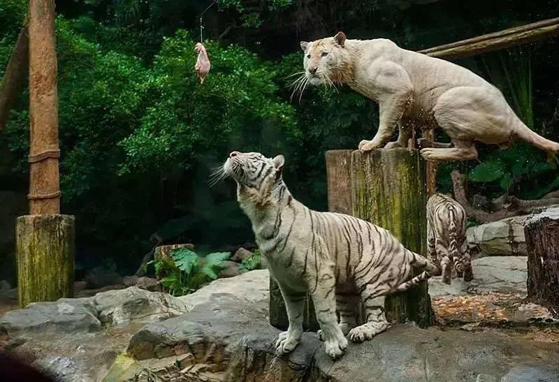 广州长隆野生动物世界有大象吗,广州长隆野生动物世界有多少动物