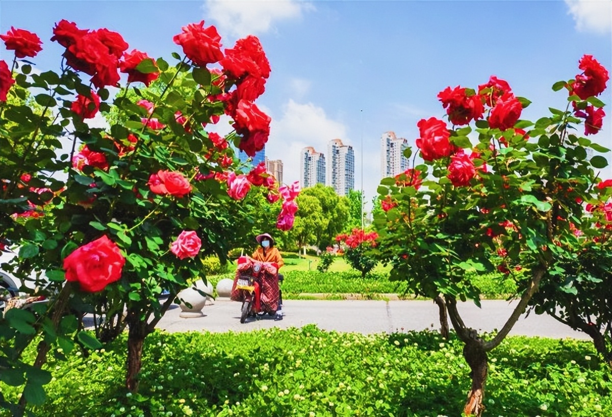 全国有几个城市把月季花选作市花,郑州为什么选月季花当市花