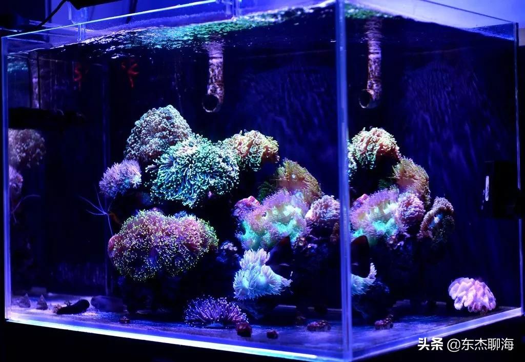 给鱼缸测ph值药水弄手上了,给海缸做体检