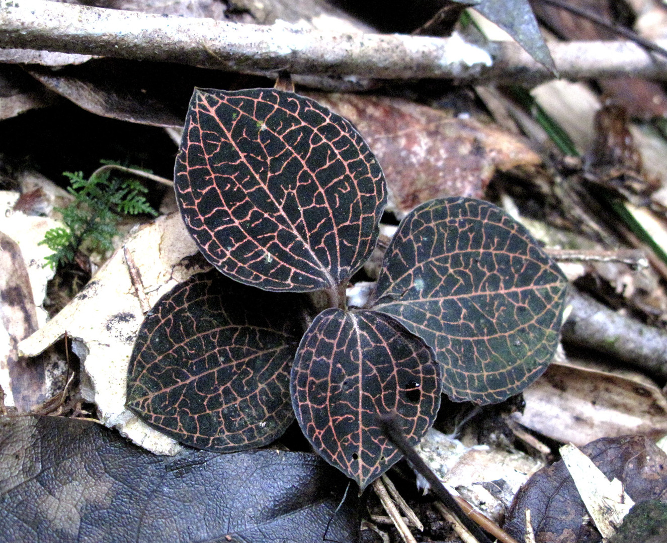 海曙龙观乡深山中首次发现珍稀兰科植物——浙江金线兰