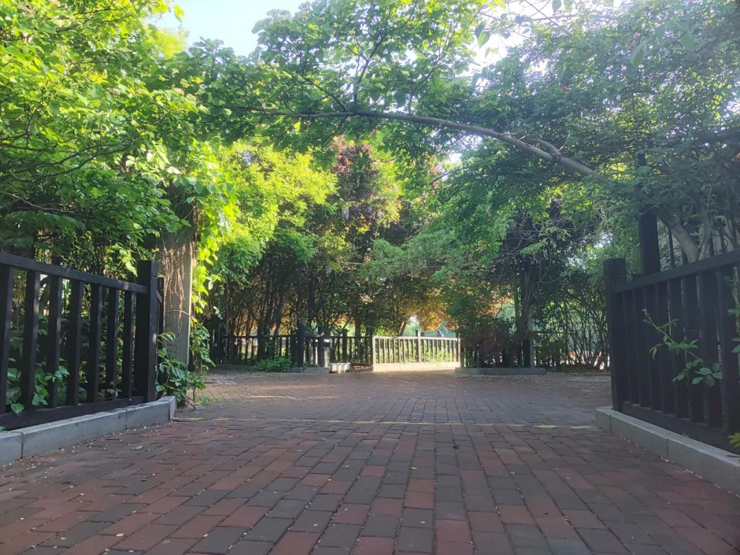 校园绿化树林,校园植被景观