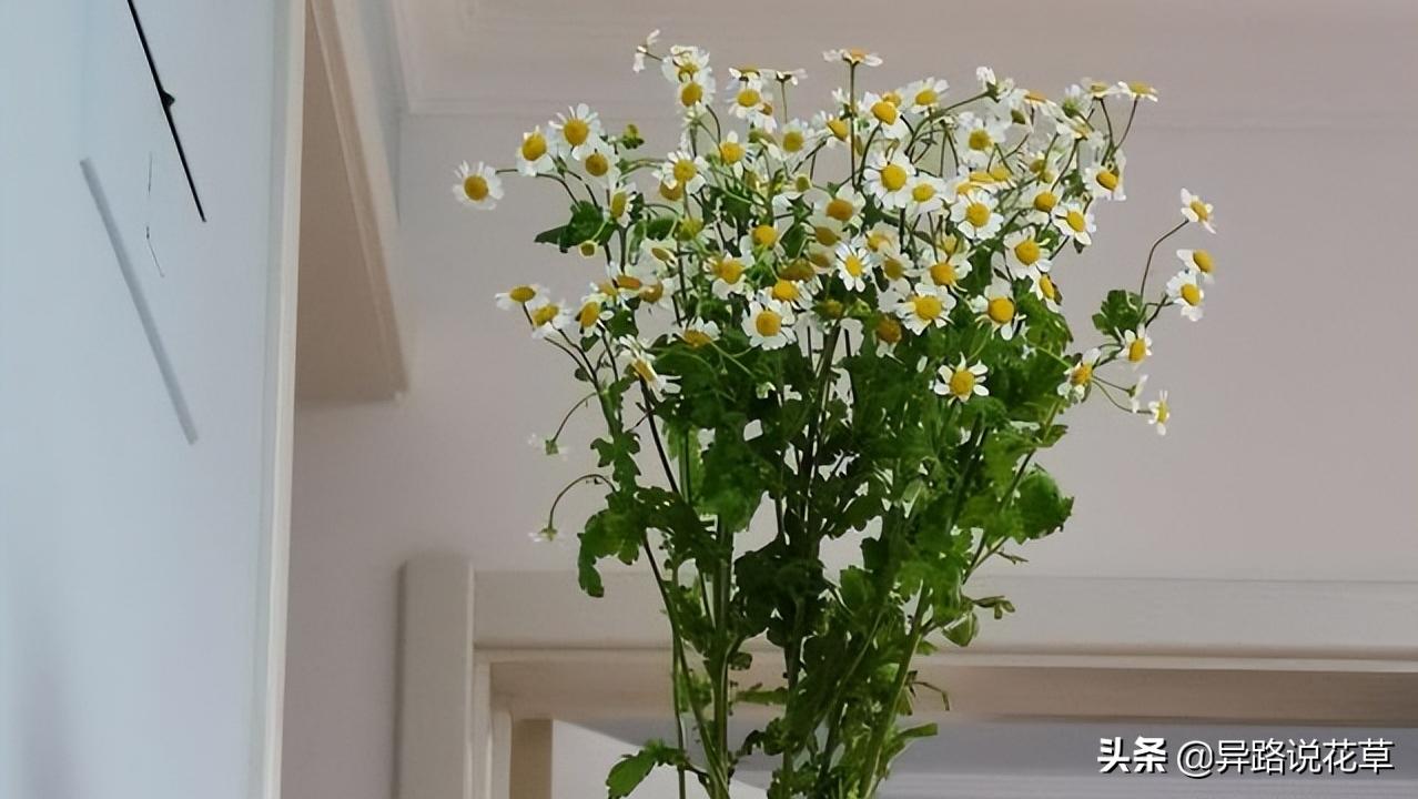 洋甘菊花骨朵,洋甘菊花语逆境生长