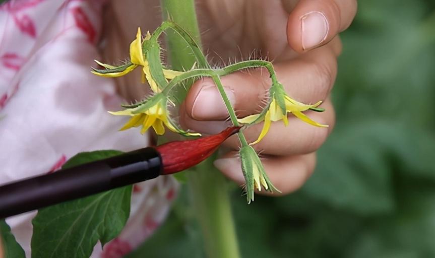 12月家里供暖足，搁阳台养西红柿，埋点肥冬天猛窜个，呼呼结果