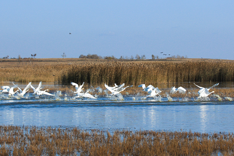 库伦淖尔旅游度假区直播,库伦淖尔旅游度假区酒店