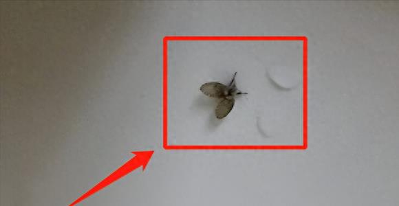 卫生间的“暗夜幽灵”蛾蠓：看似无害实则危害巨大！