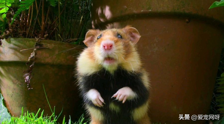 仓鼠布丁是什么品种,仓鼠品种大全及图片真实