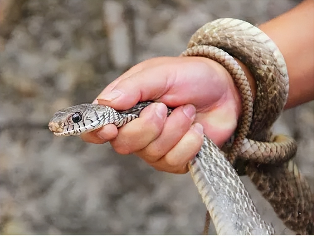 从“打蛇打七寸”说开去：普京是在打蛇尾巴