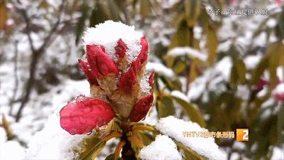 雪后黄山云海壮观,昆明下雪美景