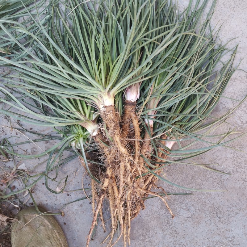 100种野菜大全图解,认识100种野菜视频大全完整版