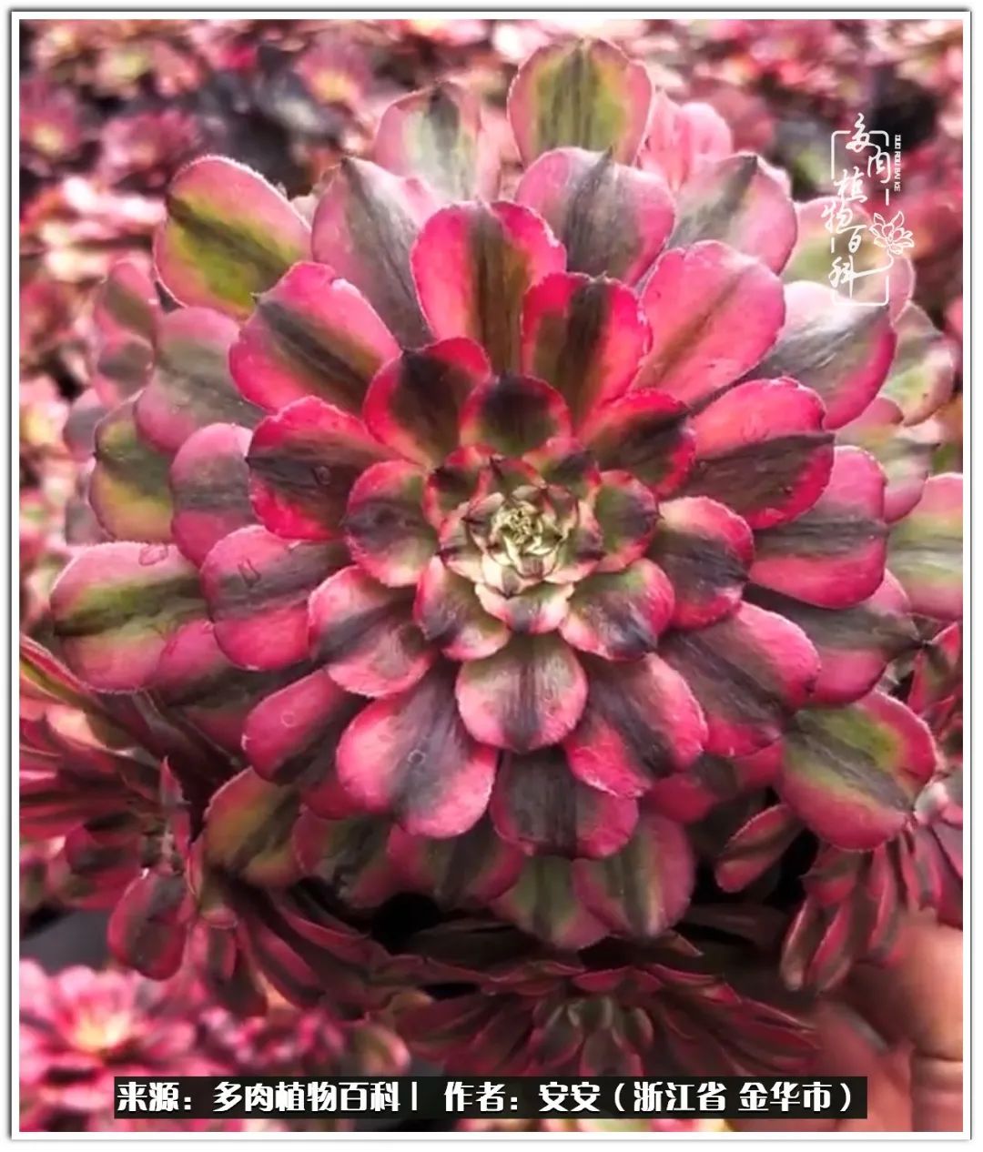 多肉法师花卉品种大全,多肉法师为什么叫法师