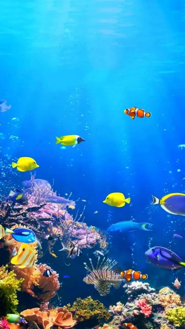 海底奇妙世界图片,海底世界的图片