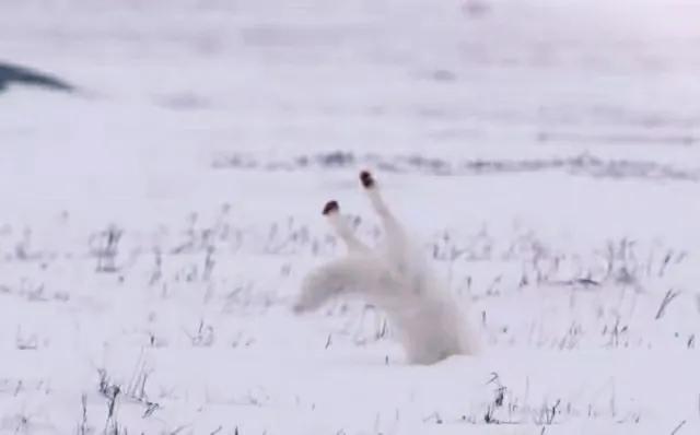 北极狐在恶劣的环境中顽强生存,北极狐幼年到成年是怎么生活的