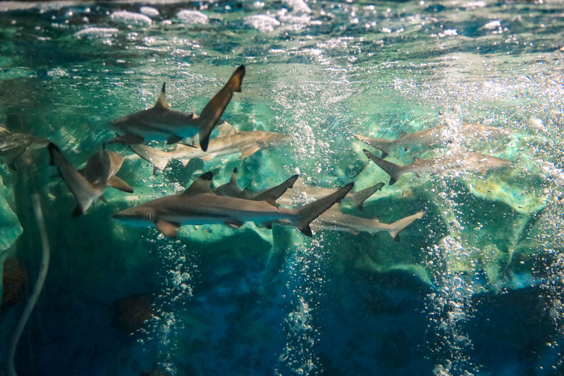 斯里兰卡旅游攻略必去景点,斯里兰卡最佳旅游攻略