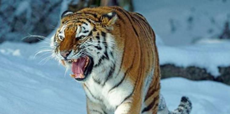 百兽之王老虎能爬树吗,真正的百兽之王老虎捕猎