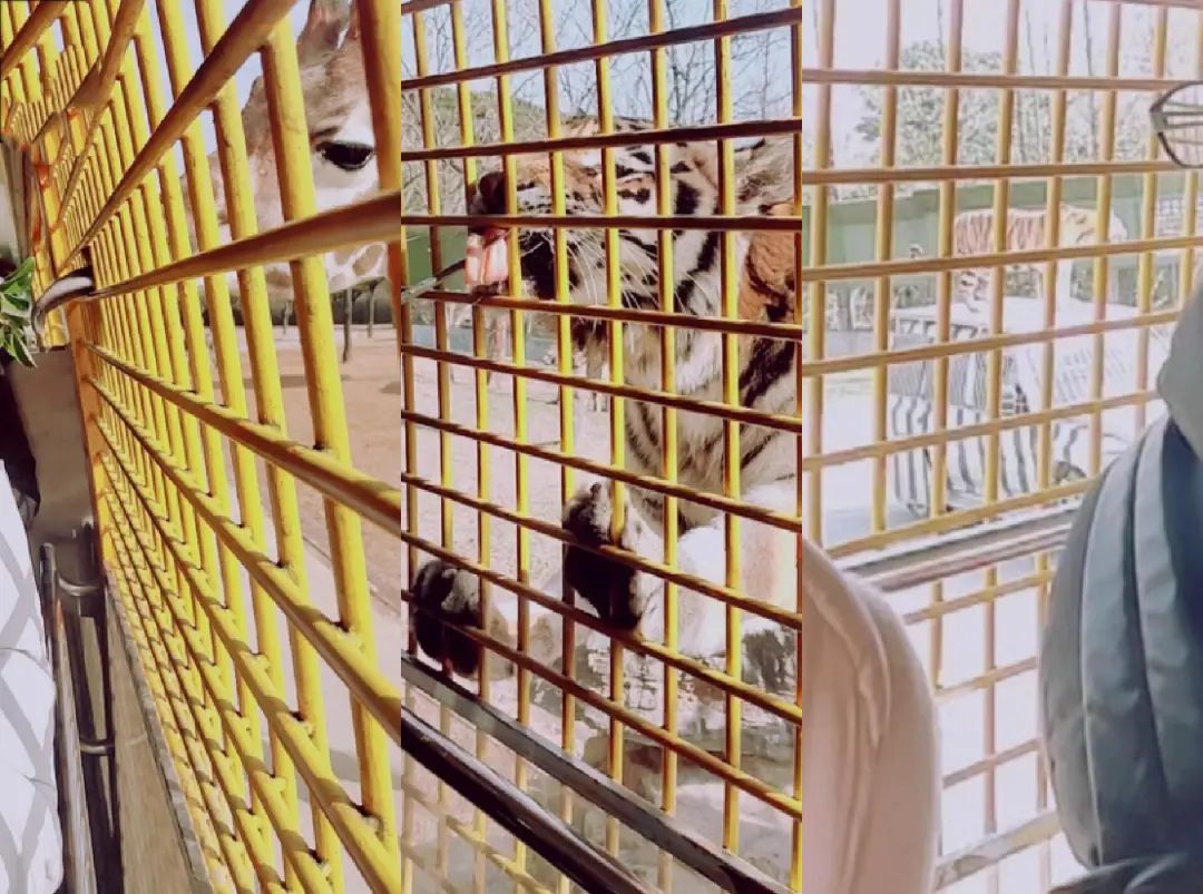 上海野生动物园建议周六周天去吗,上海野生动物园通玩一日游攻略