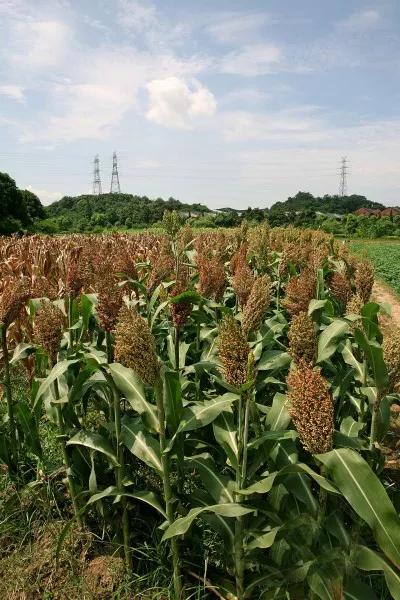 高粱种子图片大全,大片高粱成熟图片
