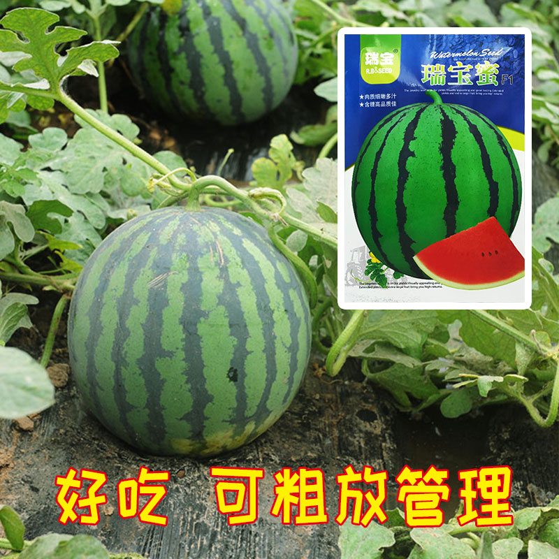 抗病抗裂强西瓜品种,不裂果的早熟西瓜品种