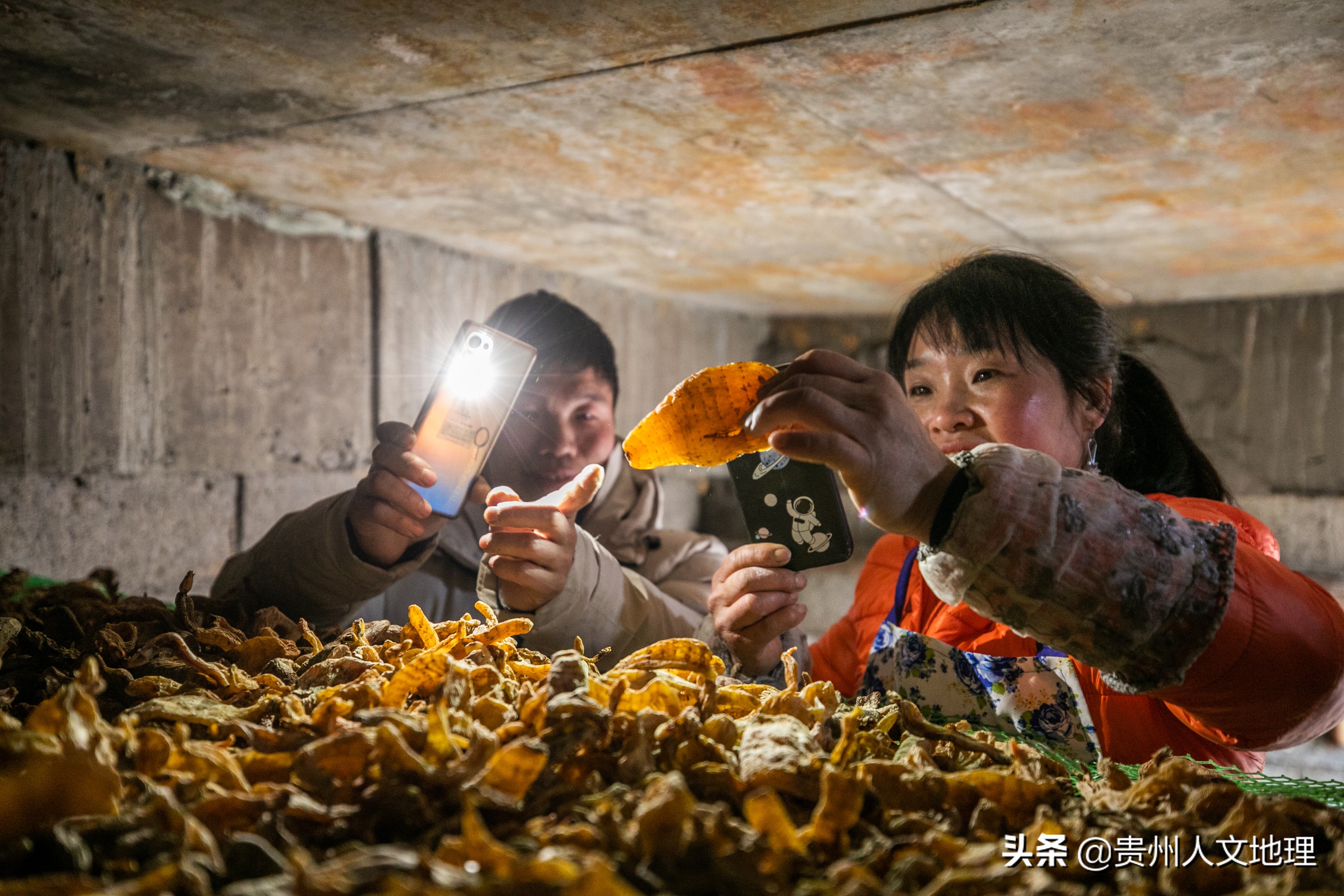 草坝天麻手工制作方法,贵州毕节天麻吃法