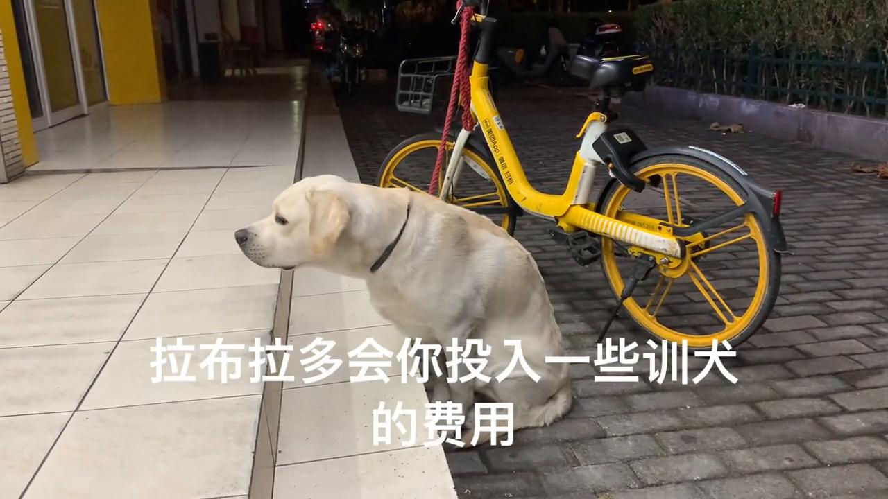 拉布拉多一只幼犬多少钱啊,拉布拉多幼犬多少钱一只啊