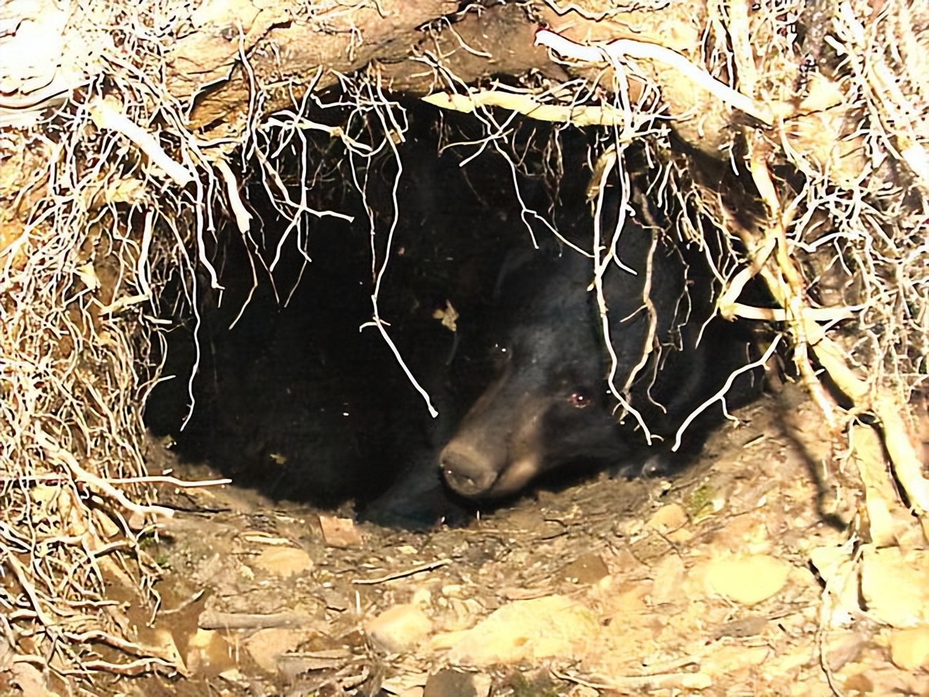 杀怒熊还是安抚怒熊?老猎手力排众议敢和发怒伤熊谈判|传奇