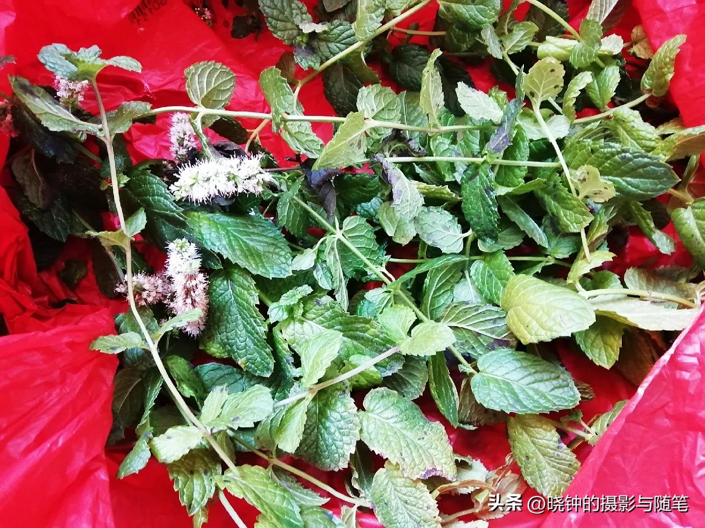 开花的薄荷可以扦插吗,种的薄荷长长了怎么处理