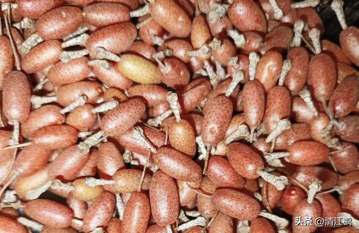 很多人没见过的奇怪生物,都没见过的奇特瓜果蔬菜