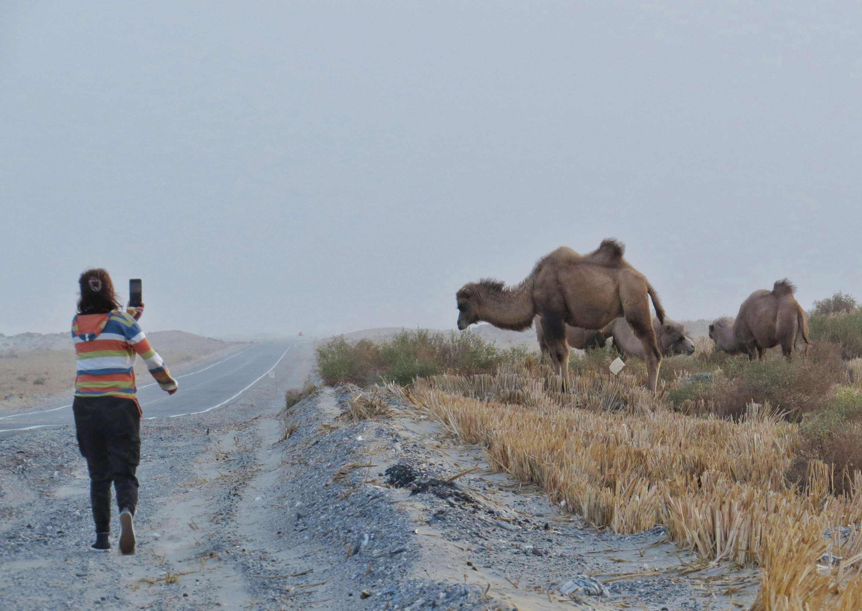 野生双峰骆驼和家养骆驼有何区别,野骆驼和骆驼是一个物种吗