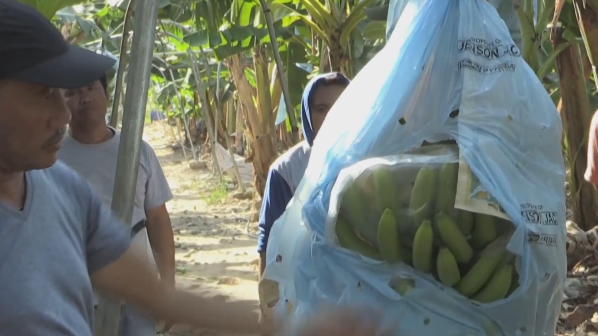 台湾水果滞销10万斤,茂谷柑销量