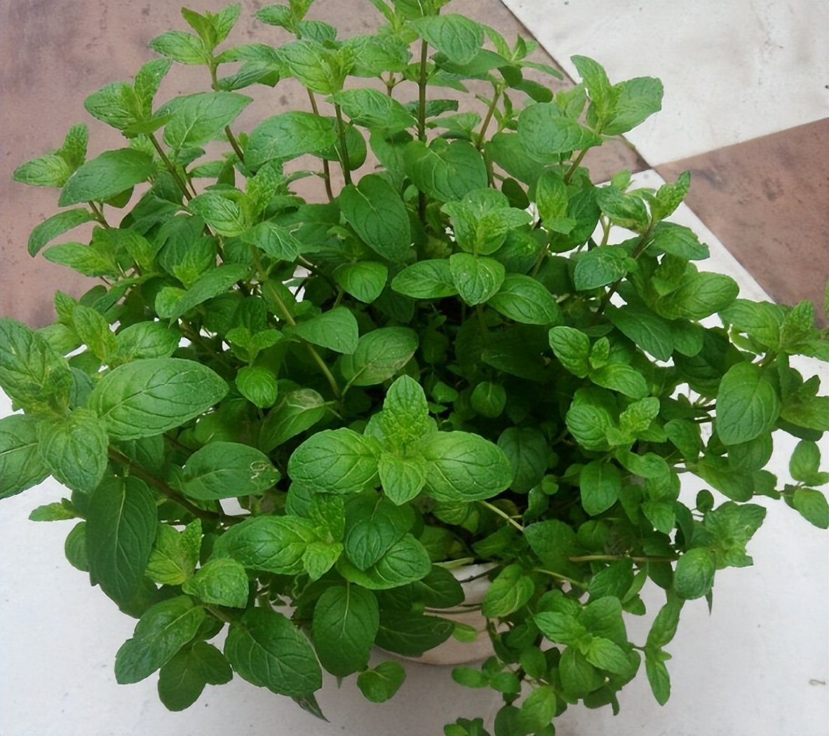 发现有1种香料，蚊子超讨厌，厨房里养2盆，养眼又提神