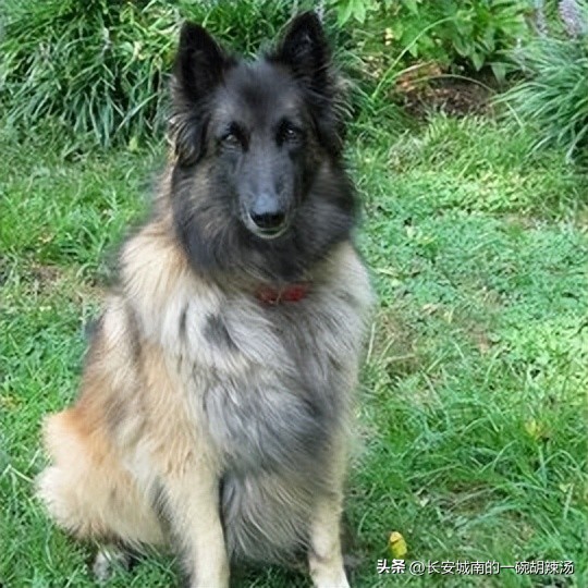 世界名犬狗狗品种大全,世界名犬下司犬排名