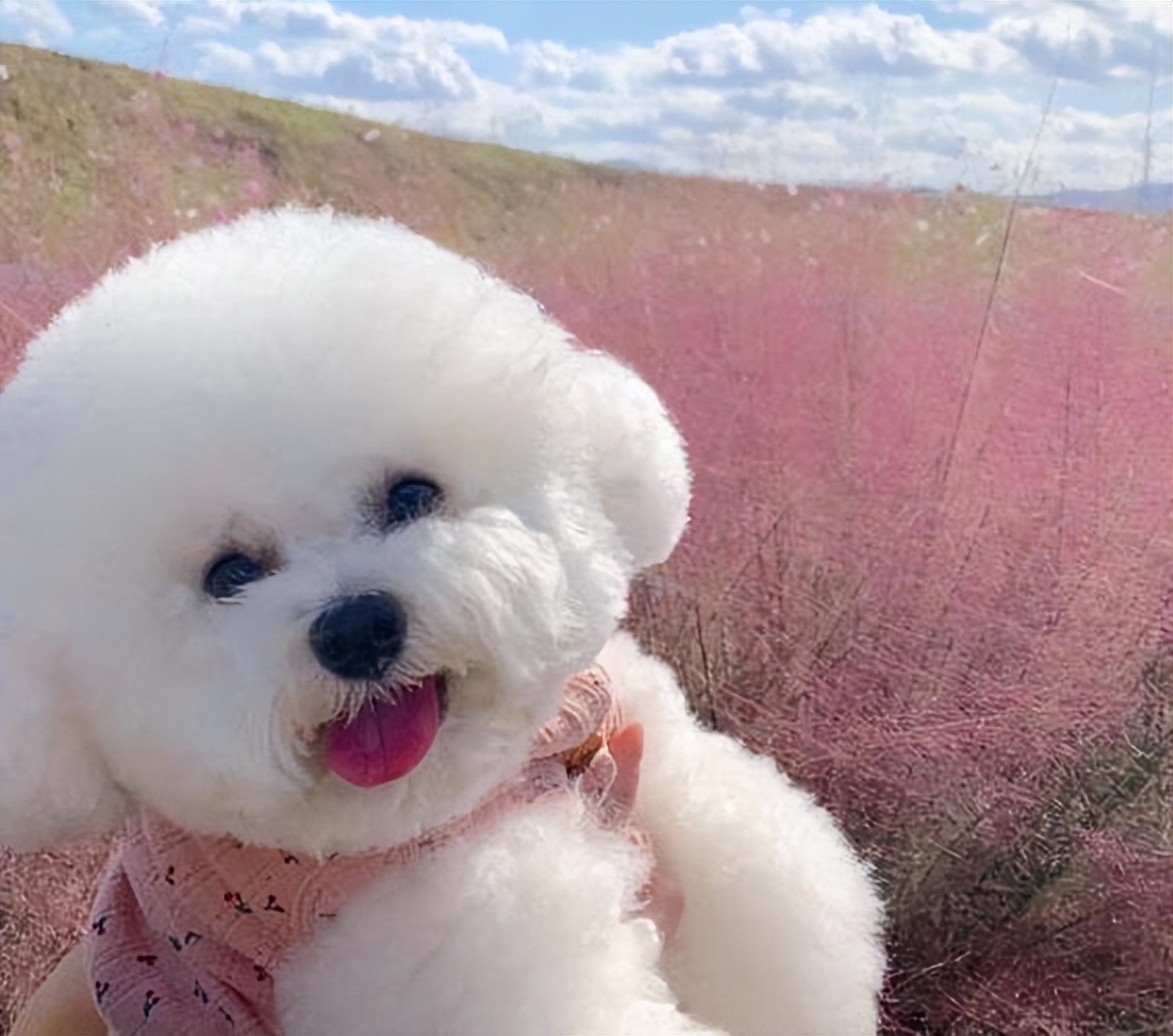 这些狗早就禁养了，你们却一无所知，个个都是“大冤种”