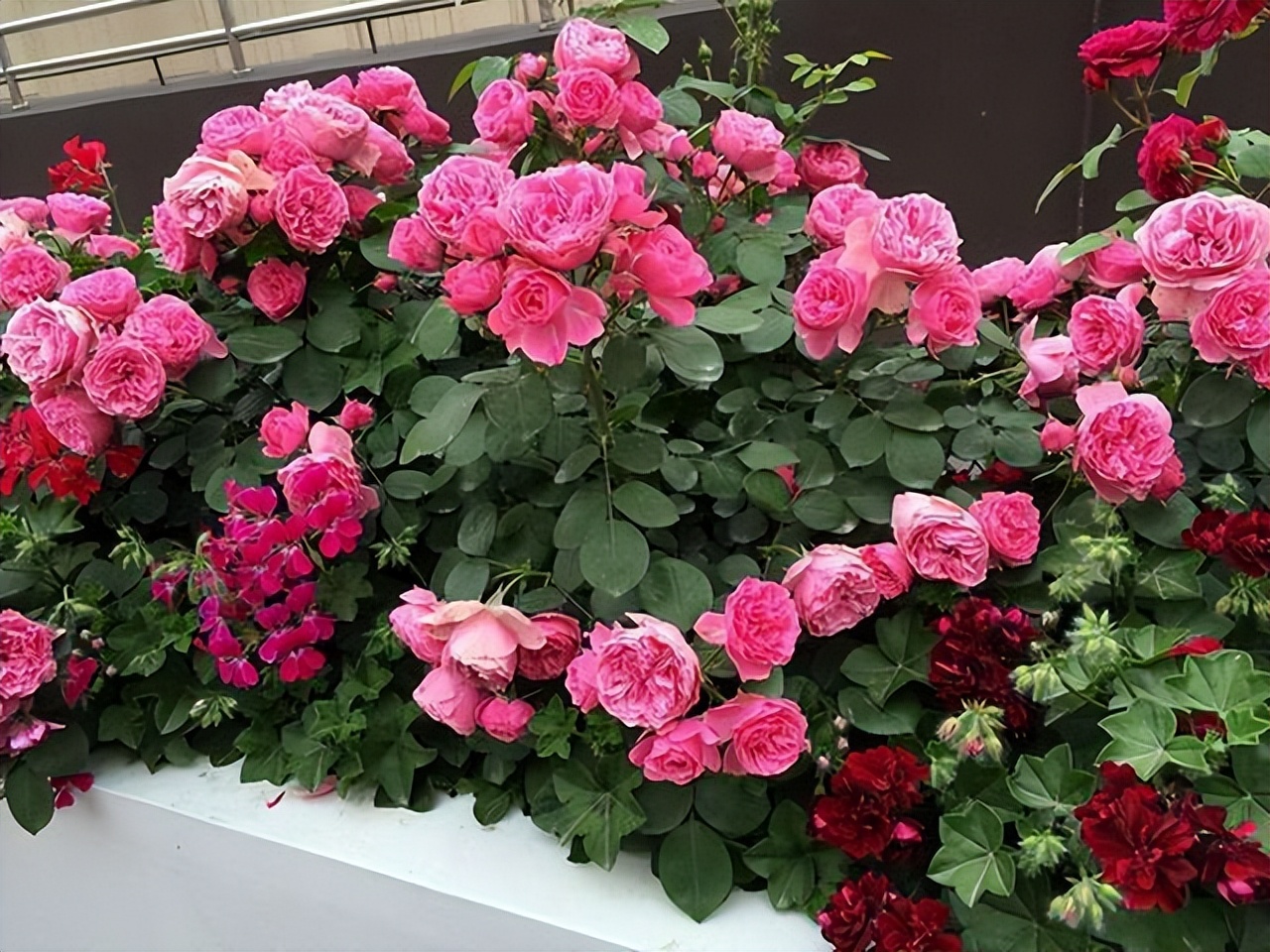 庭院种植满树花好不好风水,农村小院栽什么树旺宅