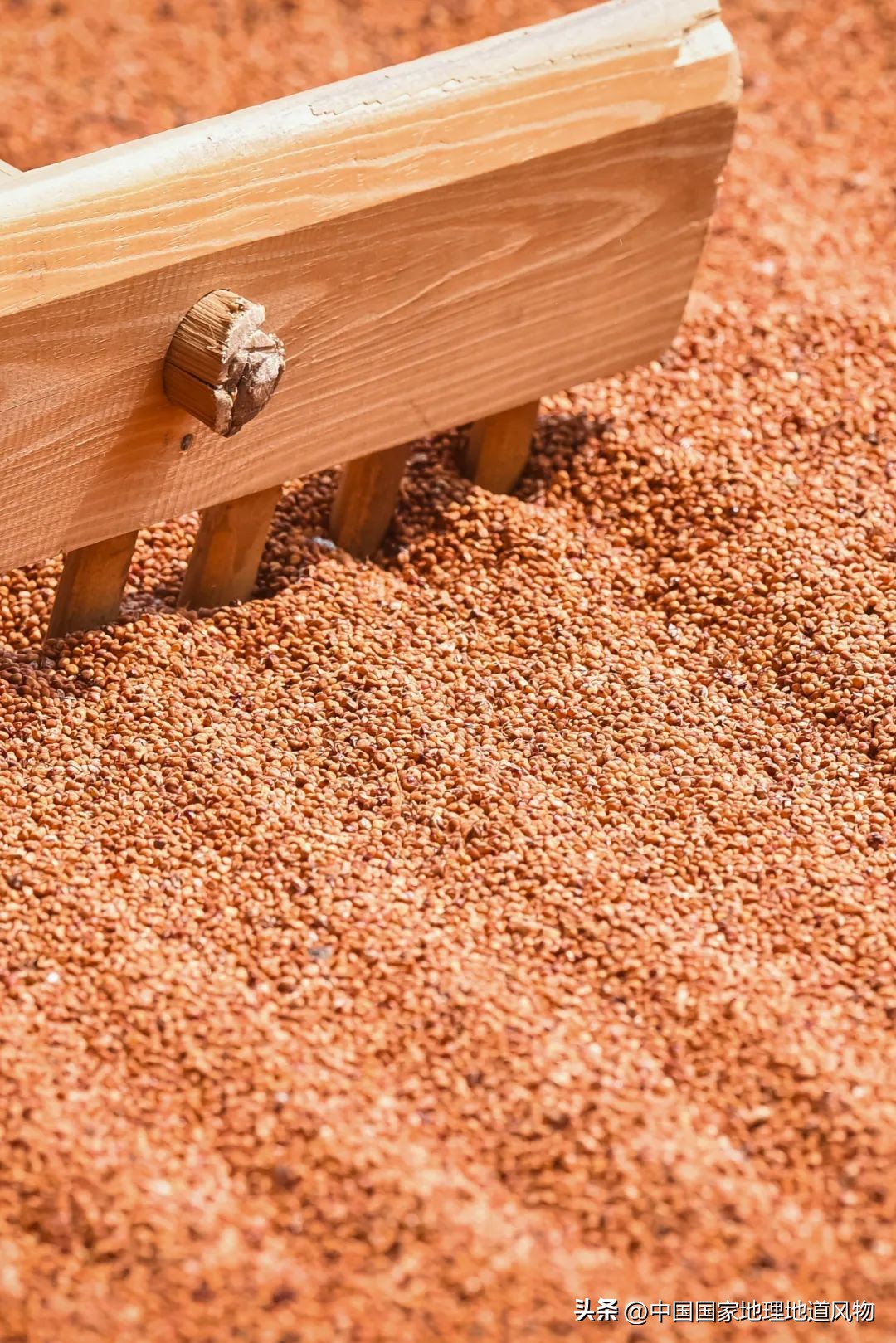 红高粱里的酒为什么是红的,红高粱里酒怎么是红的